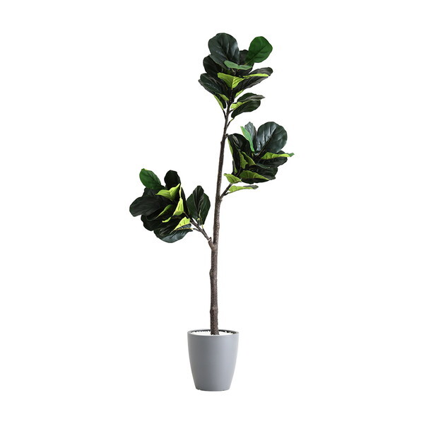 ホームテイスト SH-06-FIC-M お手入れ簡単フェイクグリーン フィカス・リラータ Mサイズ(150cm) グレー メーカー直送