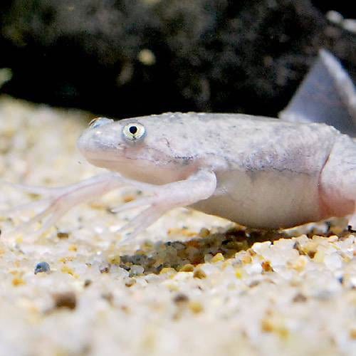 （両生類）死着保証あり　アフリカツメガエル（３０匹）　活餌　ＣＲＣ17―05―35―40―00
