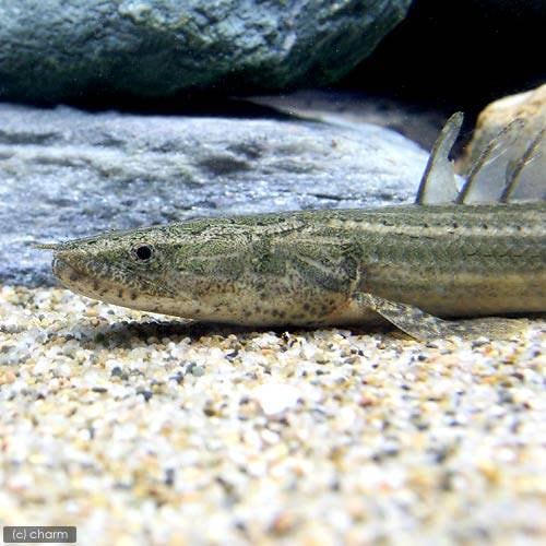 （熱帯魚）（Ｂ品）ポリプテルス・ビキール・ラプラディ　ナイジェリア産　１７ー２０ｃｍ（ワイルド）（１匹）　北海道・九州航空便要保温　ＣＲＣ13―56―20―00―00