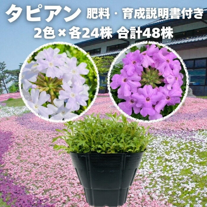 タピアン 2品種×各24株 合計48株 9cmポット苗 肥料付 3号 ホワイト ラベンダー バーベナ属 サントリーフラワーズ グランドカバー 常緑 多年草 宿根草 雑草対策