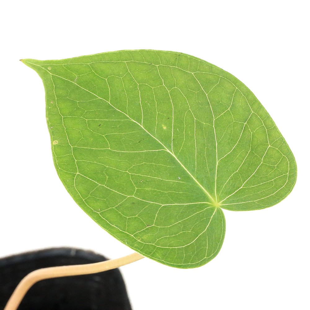 （山野草）テンナンショウ（天南星）Ａｒｉｓａｅｍａ　ｆｒａｎｃｈｅｔｉａｎｕｍ　１球入り　３号（１ポット）（休眠状態）　ＣＲＣ15―35―45―00―00 10,109円