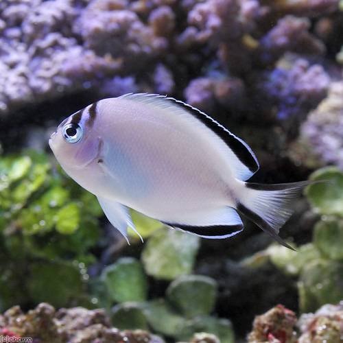 （海水魚）ヤッコ　ヒレナガヤッコ　メス（１匹）　北海道航空便要保温　ＣＲＣ26―30―05―20―00