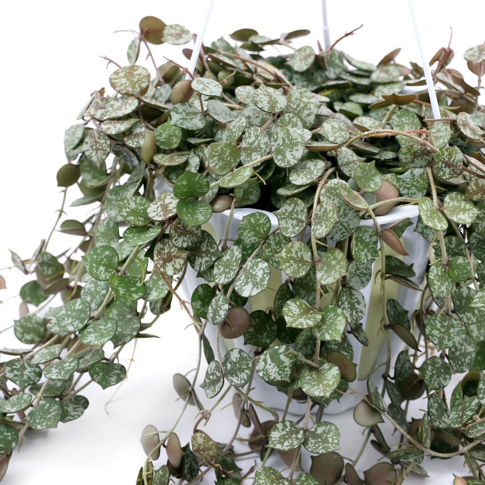 （観葉植物）ホヤ　カーティシー　吊り鉢タイプ　５号（１鉢）　ＣＲＣ15―30―10―20―00