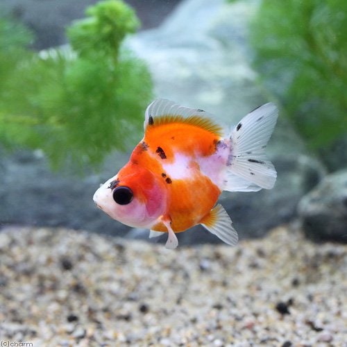 （金魚）キャリコ琉金　ショートテール（中国産）（５匹）　ＣＲＣ60―15―80―10―00