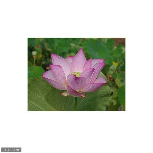 （ビオトープ）蓮　ハス（桃）　原始蓮（ゲンシバス）一重咲大型品種（１ポット）　ＣＲＣ12―10―30―20―30