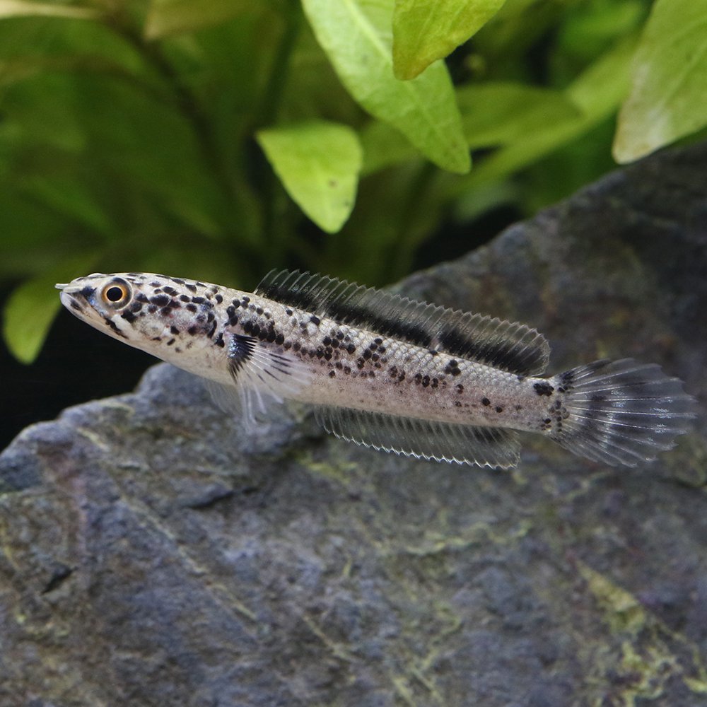 （熱帯魚）チャンナ　リムバータ　ダルメシアン（１匹）　北海道・九州航空便要保温　ＣＲＣ13―32―20―00―00 5,272円