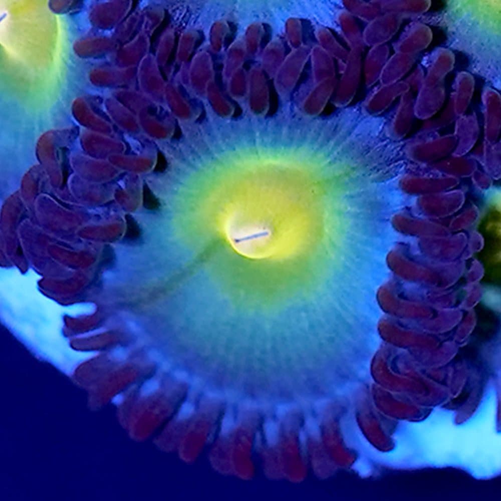 （サンゴ）フラグサンゴ　クロシオマメスナギンチャク　ソラマメ　Mサイズポリカプラグ付き（１個）ｗｈ-３２　北海道・九州航空便要保温　ＣＲＣ26―50―80―00―00