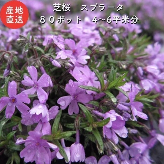 高品質 芝桜 スプラータ ピンク色種 ９cmポット苗 ８０株 シバザクラ グランドカバー 送料無料