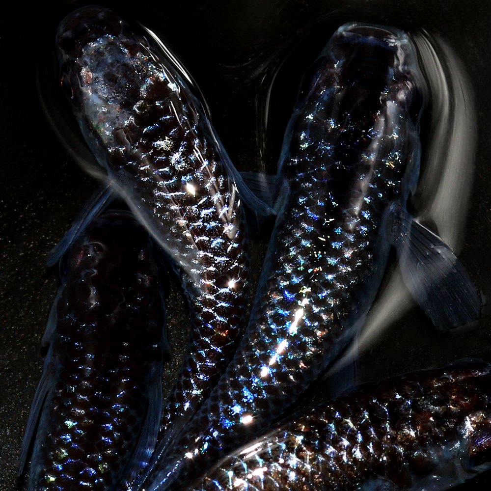 （めだか）ブルームーンメダカ　メダカ屋サバンナ直系（５匹）　ＣＲＣ60―20―22―40―10