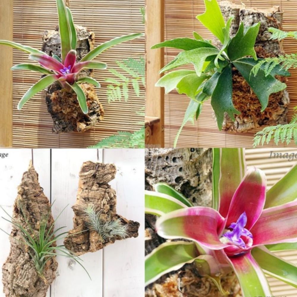 （観葉植物）当店人気商品！　壁掛けインテリアグリーン！　３種セレクト　バージンコルク（３個セット）　ＣＲＣ15―30―20―02―00