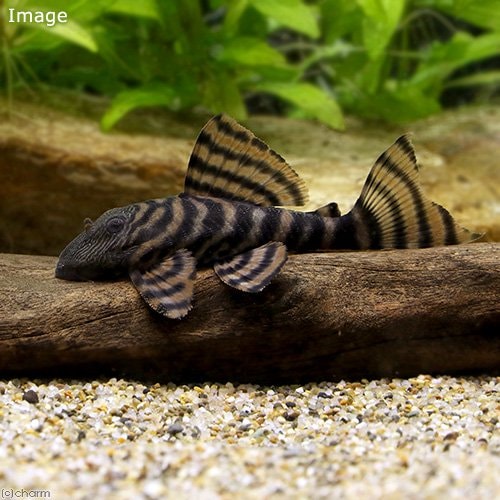 （熱帯魚）アレンカーラビリンス・タイガープレコ（ワイルド）（１匹）　北海道・九州航空便要保温　ＣＲＣ13―44―20―00―00