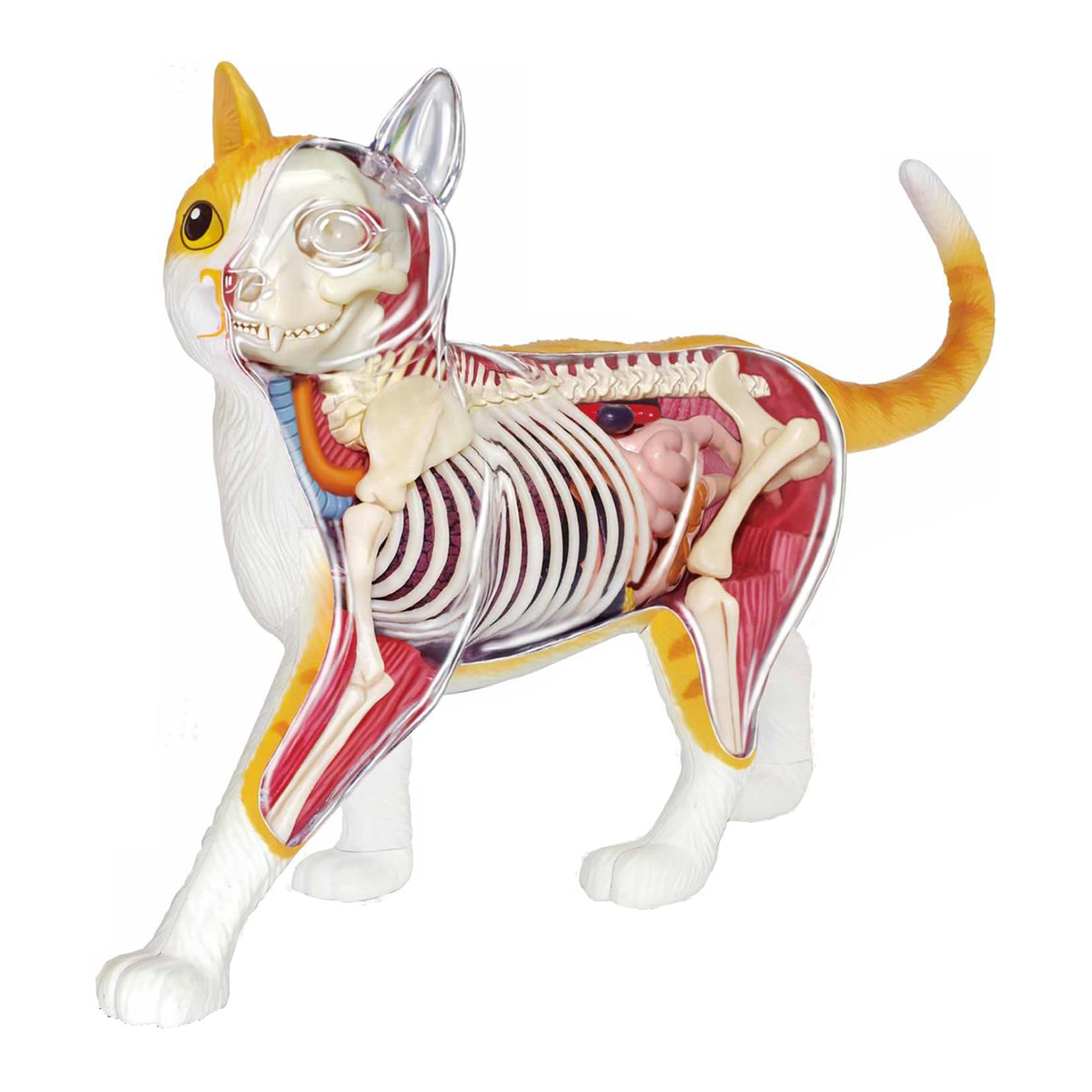 4D VISION 白黒 猫 茶トラ ネコ リアル フィギュア 30cm級 プラモデル 解剖 内臓 骨格 組立 モデル 分解可能なシミュレーション 動物 ネコ好き 模型 科学 教育 オリジナル スタチ