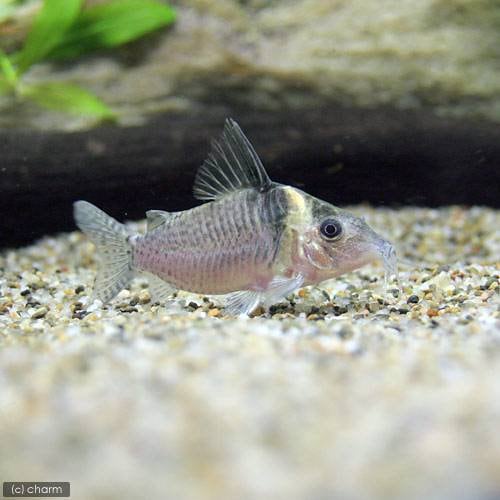 （熱帯魚）コリドラス・ジュタイ（ワイルド）（１匹）　北海道・九州航空便要保温　ＣＲＣ13―36―50―00―00