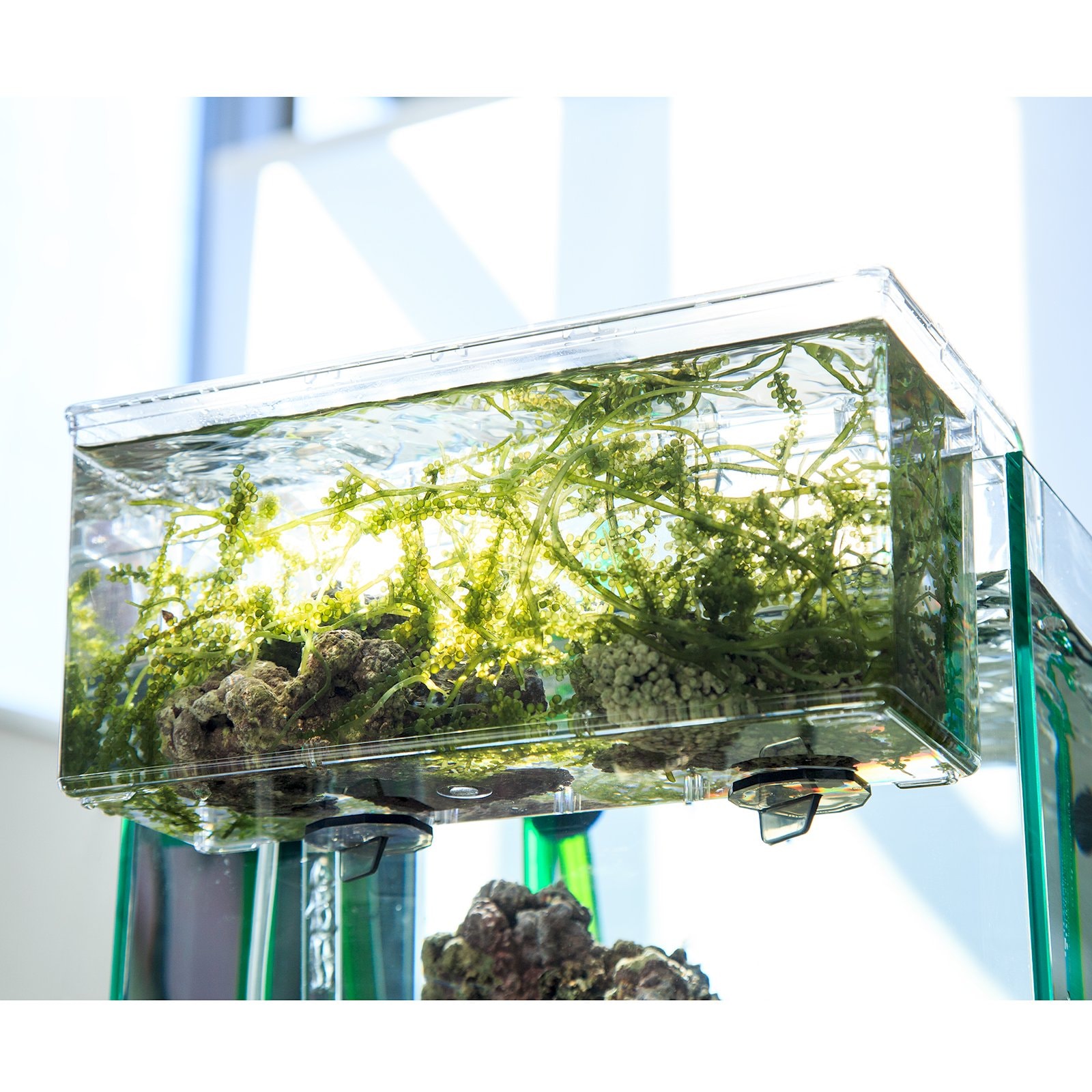 （海水魚）サテライトリフジウムセット（ウミブドウ）　本州四国限定　ＣＲＣ10―35―10―00―00