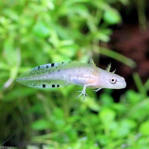 （両生類）マダライモリ　幼生（１匹）　ＣＲＣ17―05―60―00―00