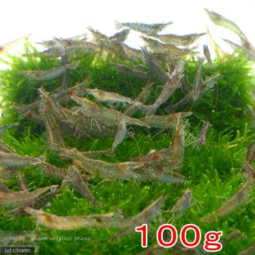 （エビ）エサ用エビミックス（１００ｇ）　半分未満死着は保証なし　ＣＲＣ13―70―22―00―00