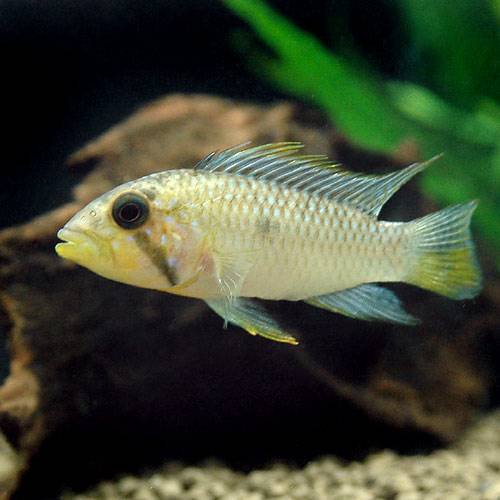 （熱帯魚）アピストグラマｓｐ．マウスブルーダー（ワイルド）（１ペア）　北海道・九州航空便要保温　ＣＲＣ13―28―16―00―00