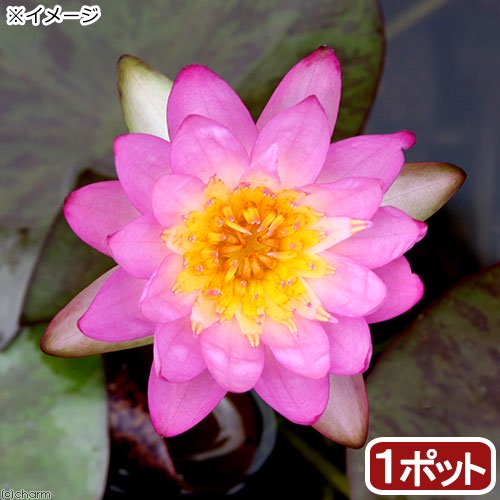 （ビオトープ）睡蓮　温帯性睡蓮（スイレン）（紫）サイアムパープル２　（１ポット）　ＣＲＣ15―10―10―50―00