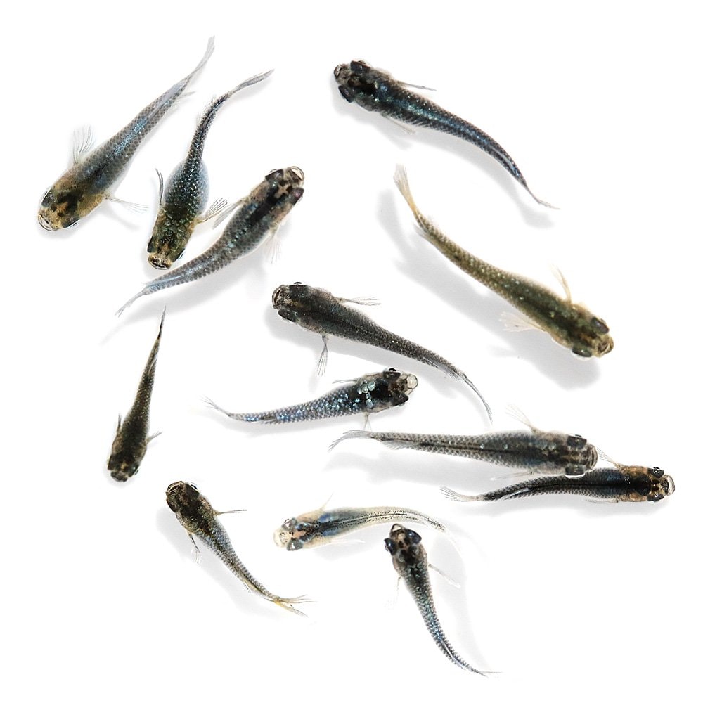 （めだか）無選別　ブラックフェザーライトメダカ　稚魚（５匹）　ＣＲＣ60―20―85―40―00