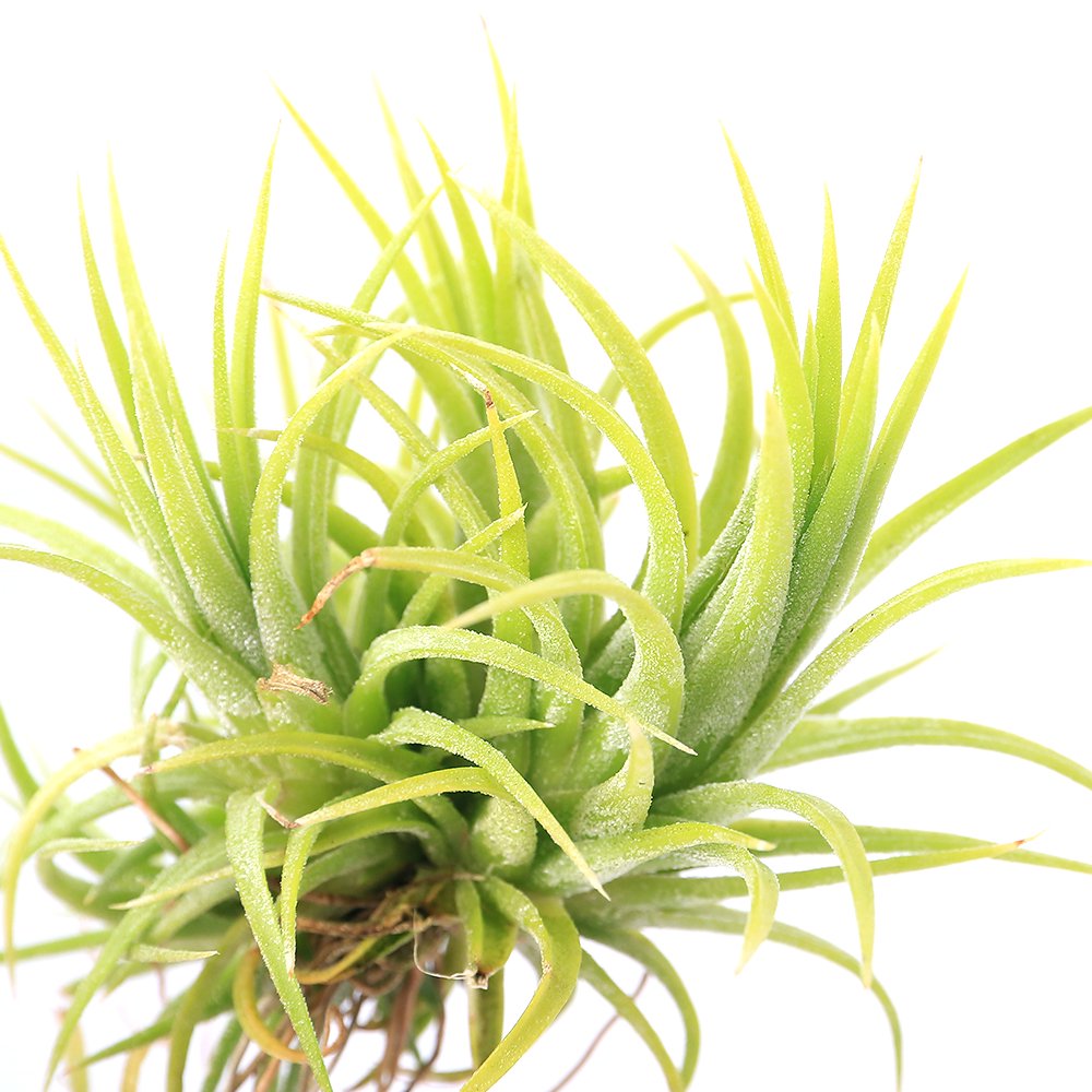 （観葉植物）エアープランツ　チランジア　イオナンタ　ブルーアイドドルイド　クランプ（１株）　ＣＲＣ15―50―10―00―00