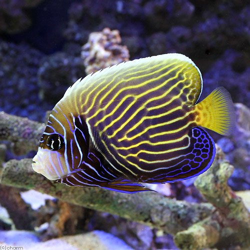 （海水魚）ヤッコ　スリランカ産　タテジマキンチャクダイ　Ｓサイズ（１匹）　北海道・九州航空便要保温　ＣＲＣ26―30―05―30―00