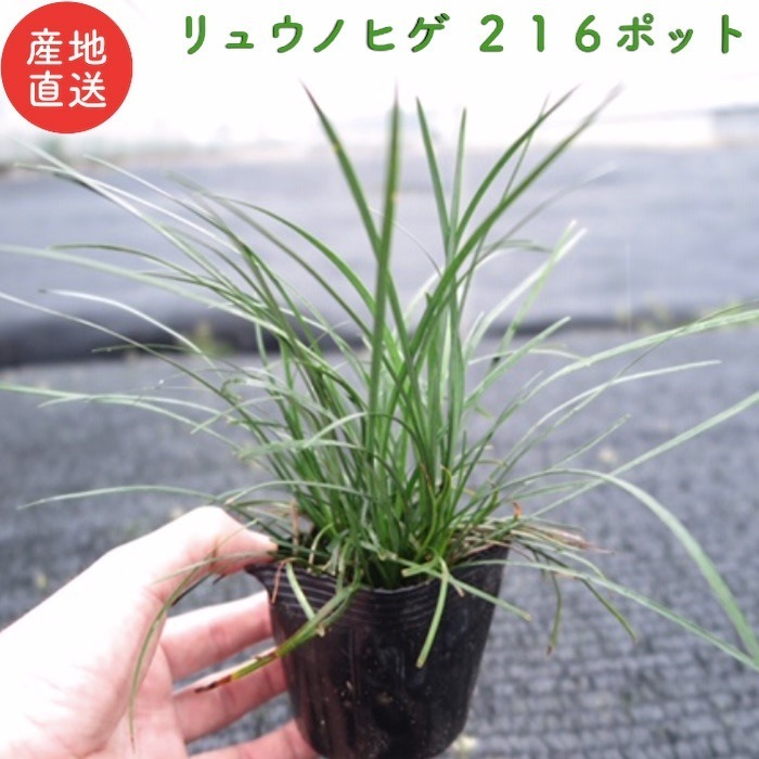 リュウノヒゲ（竜の髭）９cmポット ２１６株 産地直送 グランドカバー 玉竜 タマリュウ