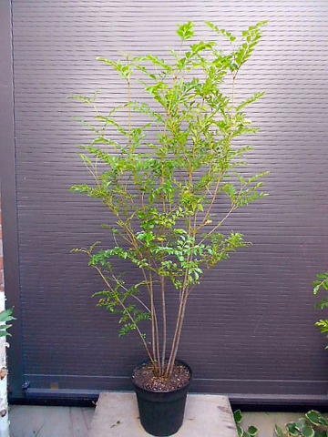 シマトネリコ 株立ち 全長200CM前後 10号 鉢植え