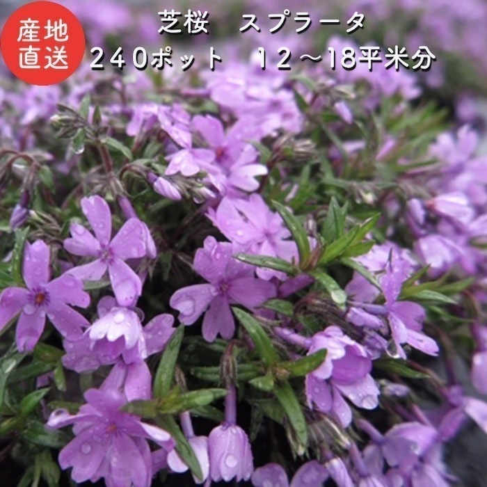 高品質 芝桜 スプラータ ピンク色種 ９cmポット苗 ２４０株 シバザクラ グラン