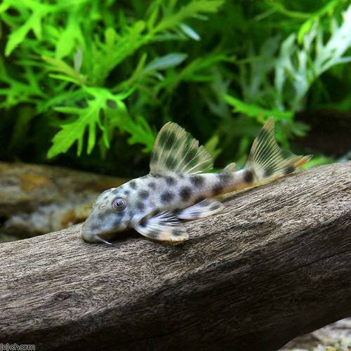 （熱帯魚）パラ・ブラックスポットタイガー・プレコ（ワイルド）（１匹）　北海道航空便要保温　ＣＲＣ13―44―20―00―00