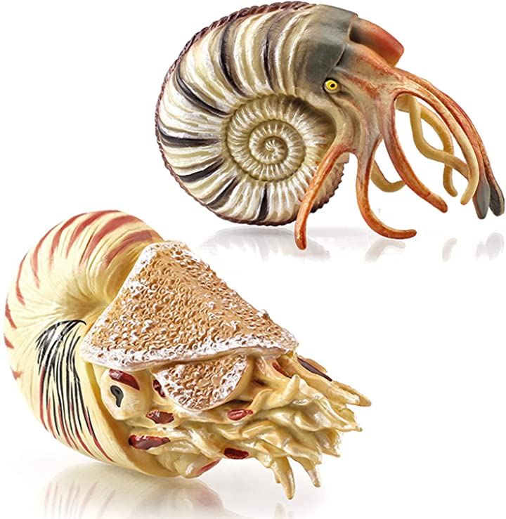 まとめ買い　貝殻　貝殻セット　オウムガイ　マンボウガイ　ホネガイ　アオイガイ まとめ買い 貝殻 貝殻セット オウムガイ マンボウガイ ホネガイ アオイガイ