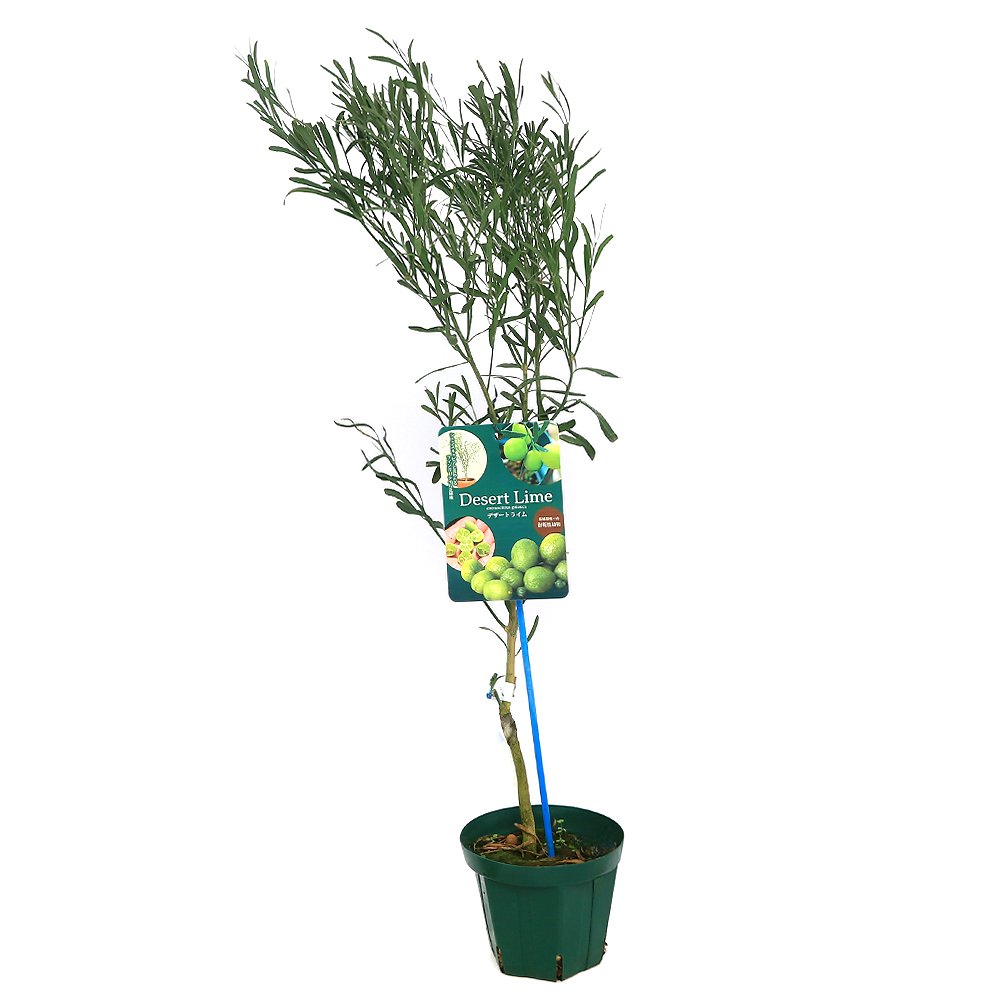 （観葉植物）果樹苗　デザートライム　４号（１ポット）　家庭菜園　ＣＲＣ15―75―10―99―00