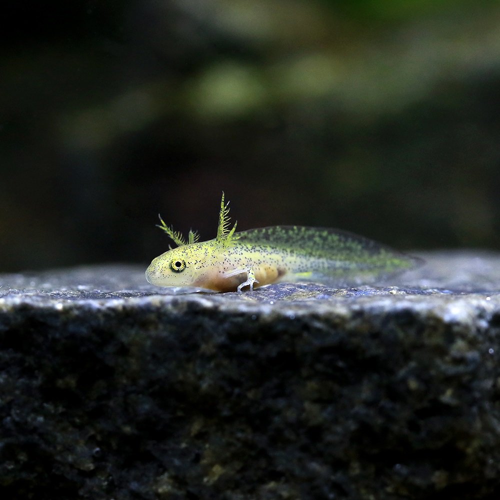 （両生類）アメイロイボイモリ　幼生　Ｓサイズ（３匹）　ＣＲＣ17―05―60―00―00