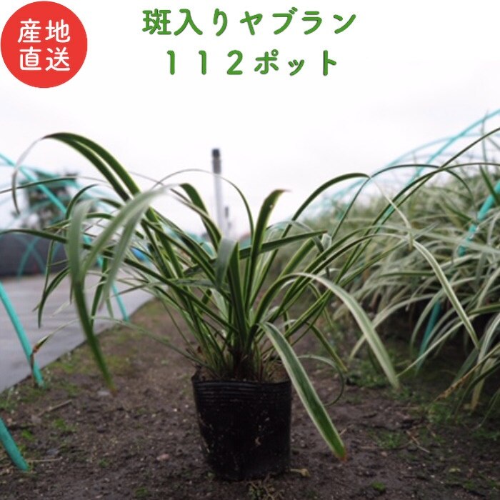 斑入りヤブラン １０.５cmポット １１２株 産地直送 グランドカバー