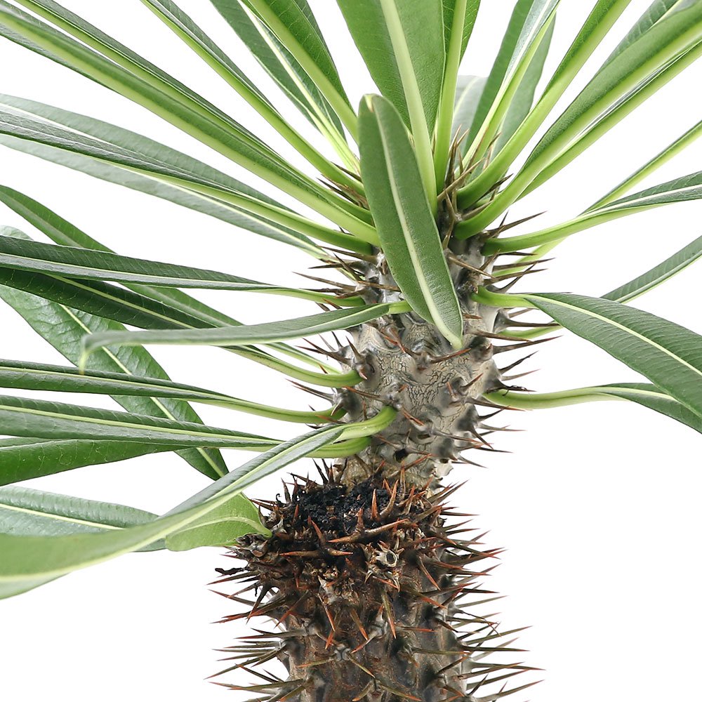 （観葉植物）パキポディウム　ラメリー（夢叶棒）　６号ロング（１鉢）　ＣＲＣ15―60―75―00―00