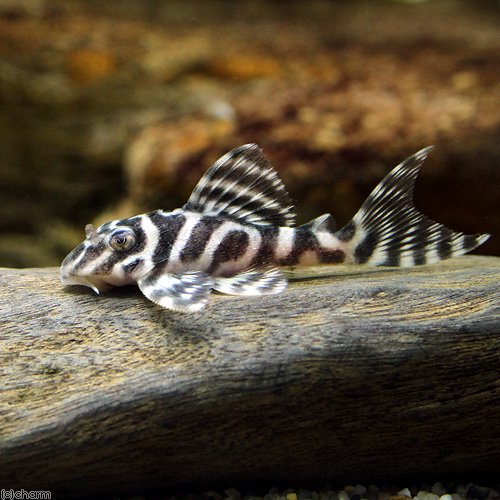 （熱帯魚）ニューメガクラウン・ペコルティア　Ｌ－２３６（国産ブリード）（１匹）　北海道航空便要保温　ＣＲＣ13―44―20―00―00