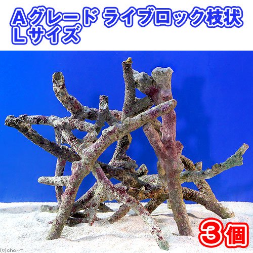 （海水魚）Ａグレードライブロック　枝状Ｌサイズ（３個）（形状お任せ）　ＣＲＣ26―55―50―50―00