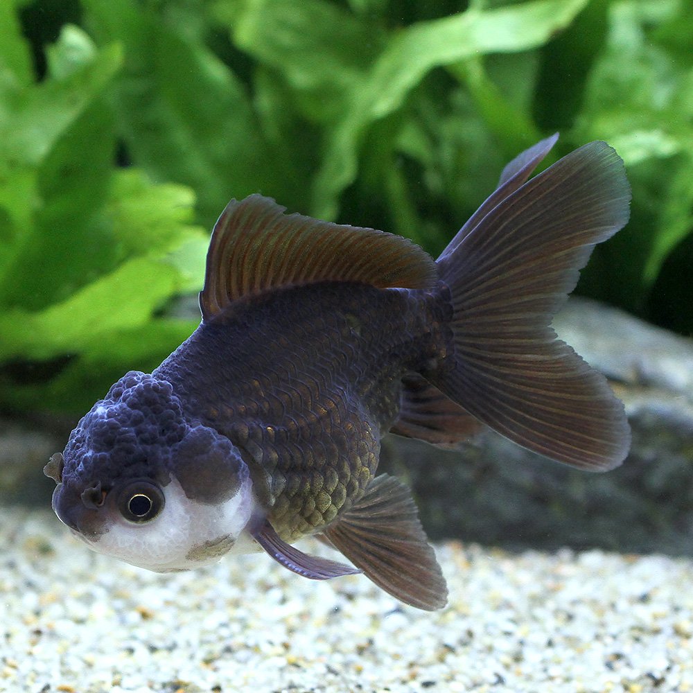 （金魚）羽衣オランダ獅子頭（インドネシア産）（１匹）　ＣＲＣ60―15―40―30―00