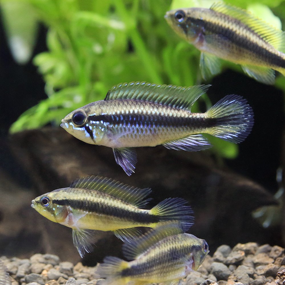 （熱帯魚）アピストグラマ・アガシジィ　（東南ブリード）（３匹）　北海道・九州航空便要保温　ＣＲＣ13―28―16―00―00
