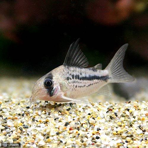 （熱帯魚）コリドラス・てんてんアクセルロディ（ワイルド）（３匹）　北海道・九州航空便要保温　ＣＲＣ13―36―20―00―00