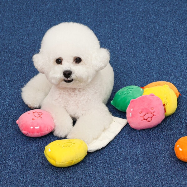 カカオフレンズ チュンシク マイペット ゼリーミックス ノーズワークセット