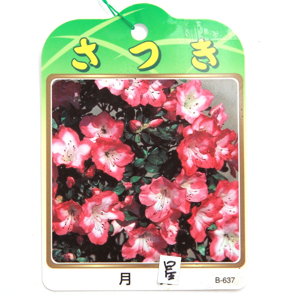 （盆栽）サツキ（皐月）月星　５号（１鉢）　ＣＲＣ15―35―12―00―00