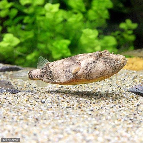 （熱帯魚）テトラオドン・ミウルス　ノーマル（１匹）　北海道・九州航空便要保温　ＣＲＣ13―51―00―00―00
