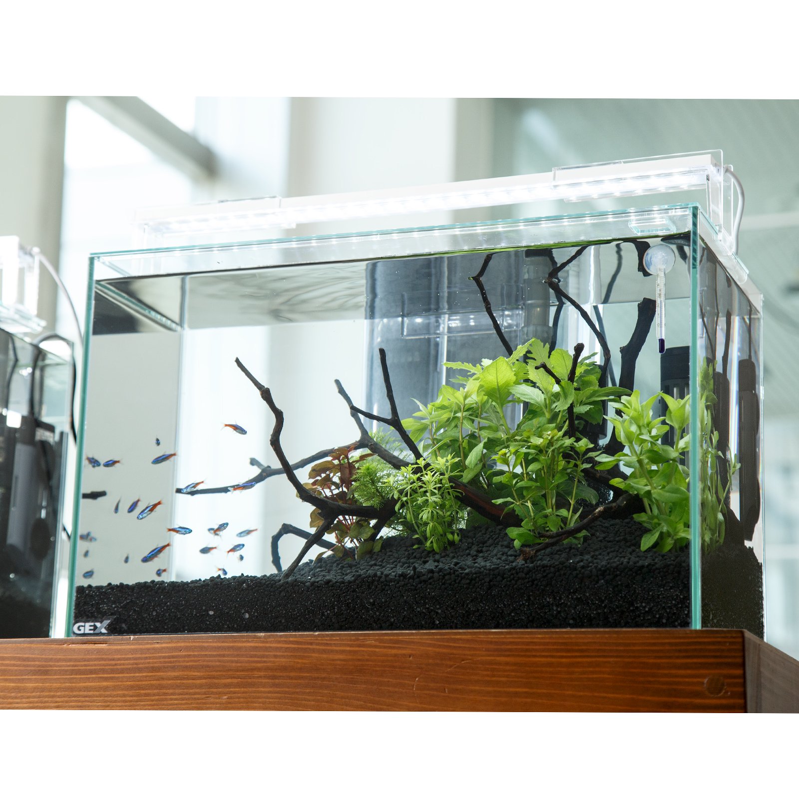 （熱帯魚）（水草）飼育セット　ＧＥＸ　ガラス水槽　グラステリアＦＬ４００　ネオンテトラ飼育セット　本州四国限定　ＣＲＣ10―11―03―10―99