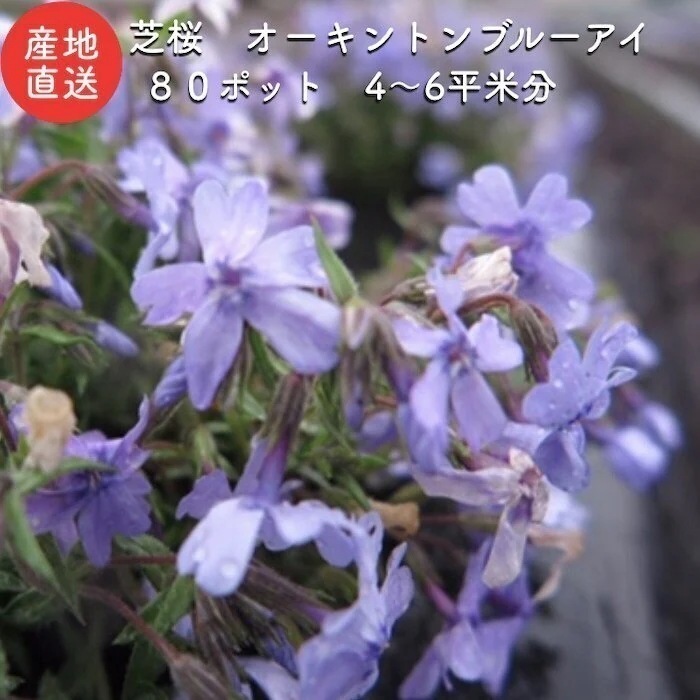 高品質 芝桜 オーキントンブルーアイ 青色種 ９cmポット苗 ８０株 シバザクラ