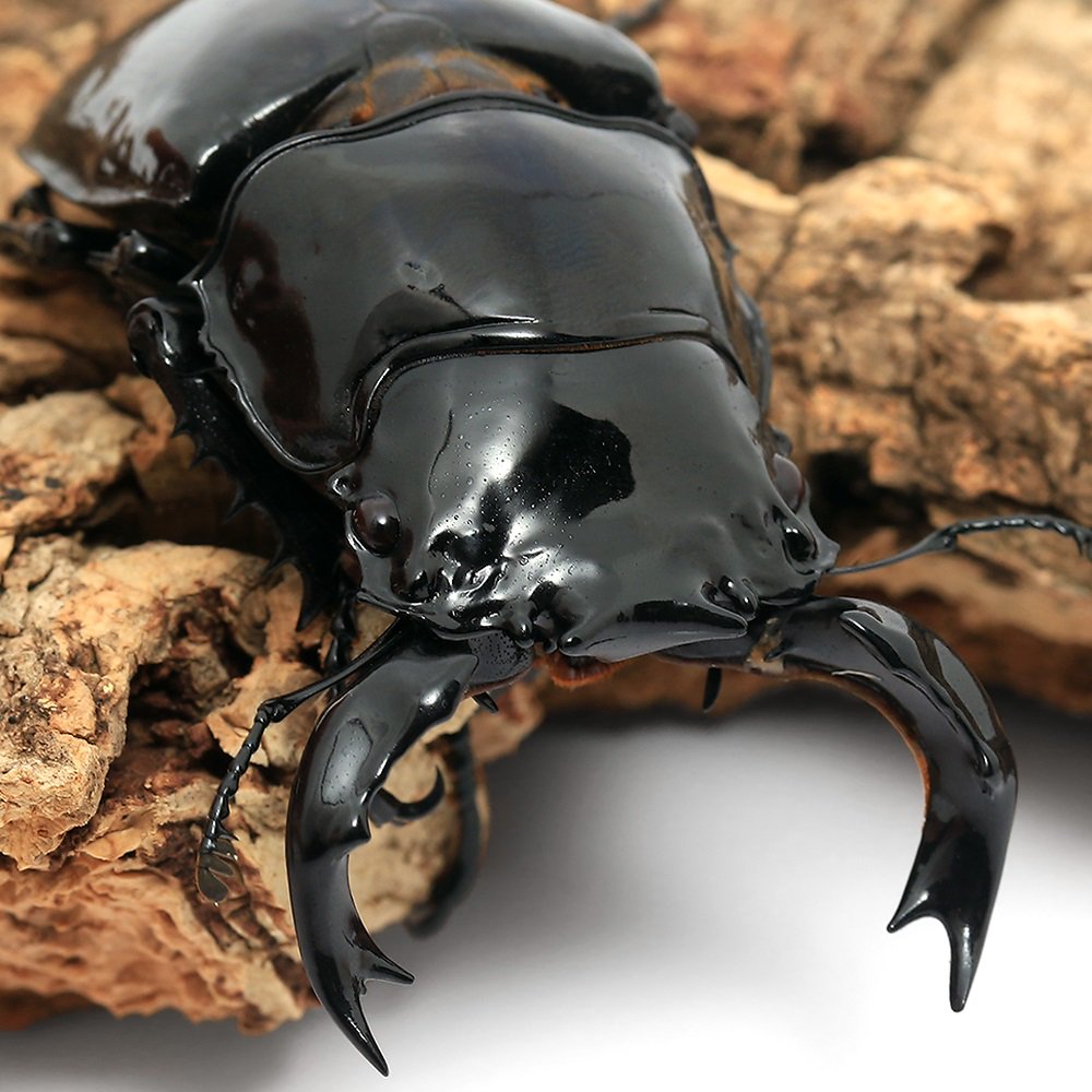 （昆虫）タランドゥスオオツヤクワガタ　コンゴ産　成虫　８４ｍｍ（１ペア）　北海道・九州航空便要保温　ＣＲＣ18―25―20―30―10