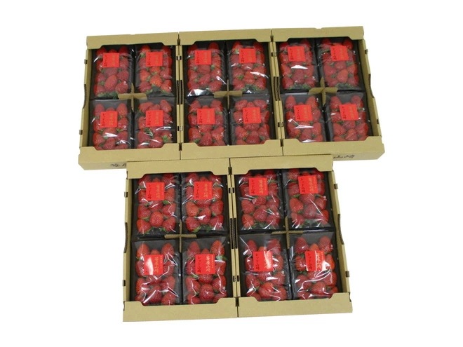 静岡県 =苺屋山崎 レッド山崎= 秀品 4pc（1pcあたり約250g）x5箱 予約 1月下旬以降