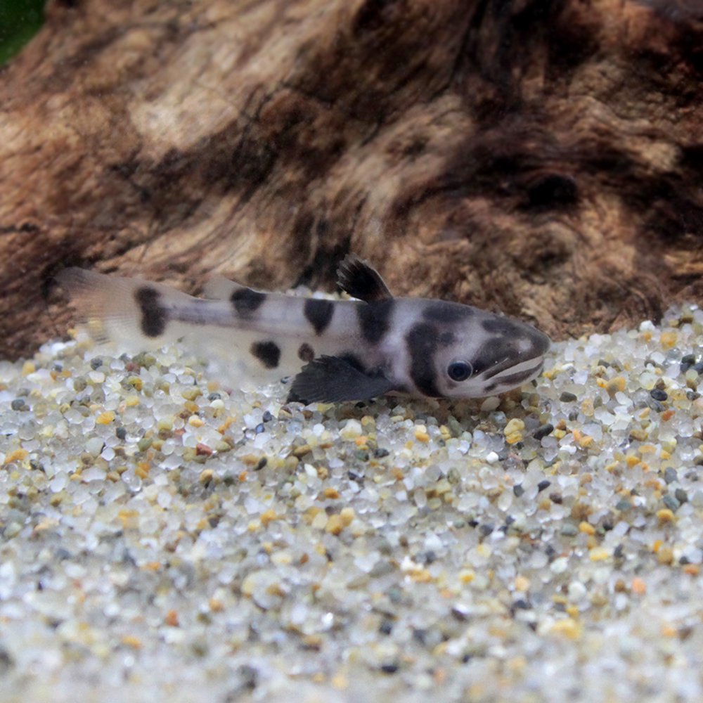 （熱帯魚）ビッグヘッドレオパードドルフィン・キャット　Ｓサイズ（１匹）　北海道・九州航空便要保温　ＣＲＣ13―46―00―00―00