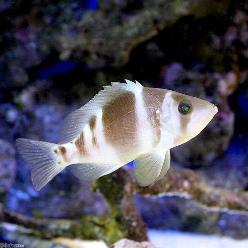 （海水魚）バードハムレット（１匹）　北海道・九州航空便要保温　ＣＲＣ26―30―22―00―00