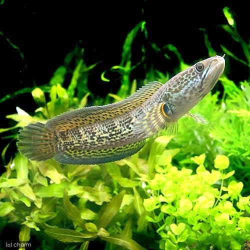 （熱帯魚）バイオレット・スネークヘッド（１匹）　北海道・九州航空便要保温　ＣＲＣ13―32―20―00―00