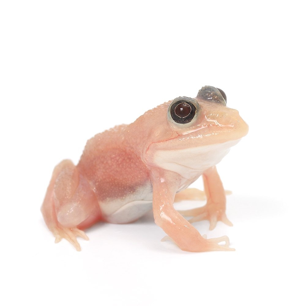 （両生類）ババトラフガエル　リューシスティック　Sサイズ（１匹）　北海道・九州航空便要保温　ＣＲＣ17―05―35―40―00 8,785円